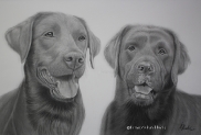 ANIMALI
